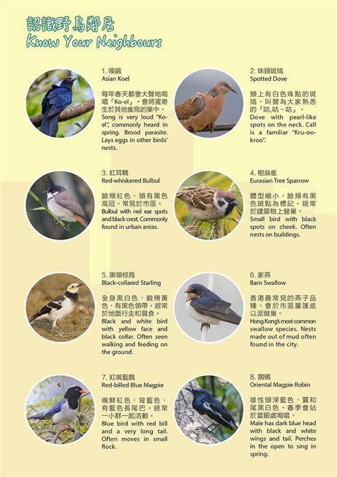 鳥來家築巢|野鳥叫聲好滋擾？家中有野鳥築巢怎麼辦？漁護署教你。